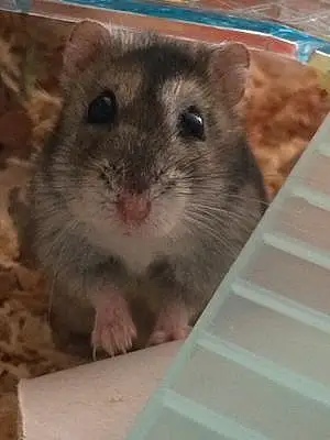 Hamster Russe Grisette