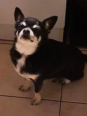 Chihuahua Chien Bibi