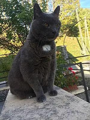 Nom Chartreux Chat Gus