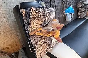 Nom Chihuahua Chien Chipi