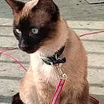 Chat, Felidae, Siamois, Carnivore, Collar, Small To Medium-sized Cats, Iris, Moustaches, Faon, Queue, Museau, Pet Supply, Terrestrial Animal, Poil, Thai, Patte, Domestic Short-haired Cat, Leash, Foot, Griffe