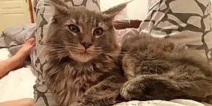 Nom Maine Coon Chat Ange