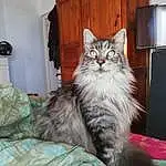 Chat, FenÃªtre, Comfort, Carnivore, Felidae, Grey, Cabinetry, Small To Medium-sized Cats, Moustaches, Door, Queue, Bois, Poil, British Longhair, Hardwood, Domestic Short-haired Cat, Assis, Patte, Griffe, Drawer