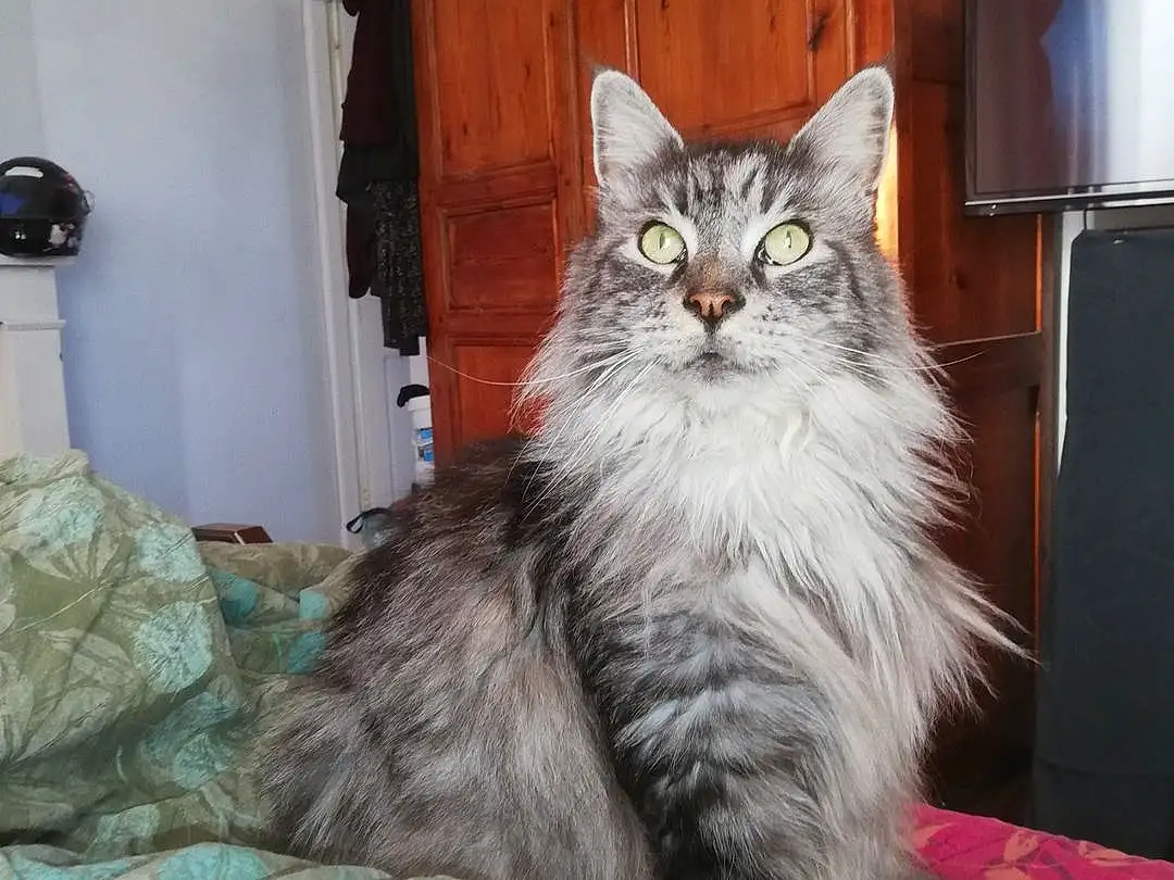 Chat, FenÃªtre, Comfort, Carnivore, Felidae, Grey, Cabinetry, Small To Medium-sized Cats, Moustaches, Door, Queue, Bois, Poil, British Longhair, Hardwood, Domestic Short-haired Cat, Assis, Patte, Griffe, Drawer
