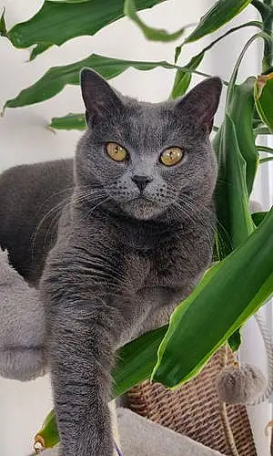 Chartreux Chat Lily