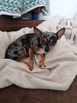 Nom Chihuahua Chien Limbo