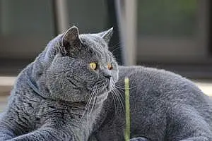 British Shorthair Chat Dolween