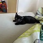 Chat, Felidae, Comfort, Carnivore, Small To Medium-sized Cats, Grey, Moustaches, Bombay, Race de chien, Queue, Linens, Domestic Short-haired Cat, Room, Poil, Chats noirs, Griffe, Hardwood, Sieste, Assis