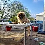 Chien, Ciel, Cloud, Race de chien, Carnivore, Shade, Outdoor Furniture, Table, Chien de compagnie, Faon, Leisure, Outdoor Table, Toy Dog, Canidae, Porch, Arbre, Recreation, Roof, Chair