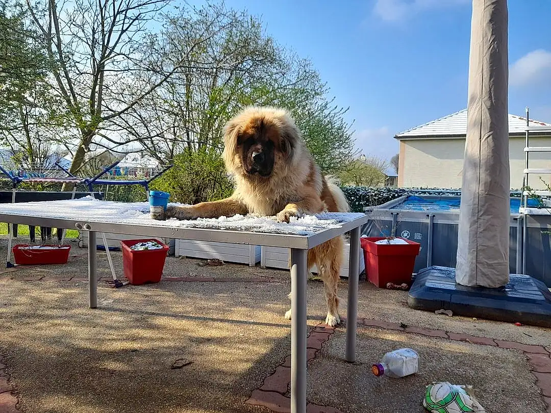 Chien, Ciel, Cloud, Race de chien, Carnivore, Shade, Outdoor Furniture, Table, Chien de compagnie, Faon, Leisure, Outdoor Table, Toy Dog, Canidae, Porch, Arbre, Recreation, Roof, Chair