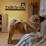 Chien, Race de chien, Carnivore, Picture Frame, Felidae, Dog Supply, Chien de compagnie, Faon, Toy Dog, Working Animal, Comfort, Queue, Terrier, Liver, Museau, Small To Medium-sized Cats, Poil, Moustaches, Baballe