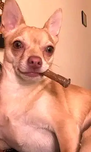 Prénom Chihuahua Chien Lucky