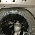 Laundry Room, Clothes Dryer, Washing Machine, Chat, Home Appliance, Blanc, Laundry, Major Appliance, Felidae, Rim, Vrouumm, Gas, Automotive Tire, Machine, Automotive Design, Circle, Small To Medium-sized Cats, Font, Automotive Wheel System, Moustaches