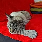 Chat, Comfort, Carnivore, Grey, Felidae, Small To Medium-sized Cats, Moustaches, Bed, Linens, Queue, Poil, Domestic Short-haired Cat, Bedding, Bed Sheet, Patte, Couch, Griffe, Sieste
