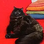 Chat, Comfort, Felidae, Carnivore, Grey, Small To Medium-sized Cats, Moustaches, Tints And Shades, Queue, Chats noirs, Room, Domestic Short-haired Cat, Poil, Pattern, Bois, Pillow, Griffe, Linens, Hardwood