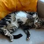 Chat, Felidae, Carnivore, Moustaches, Small To Medium-sized Cats, Comfort, Couch, Museau, Queue, Poil, Domestic Short-haired Cat, Patte, Griffe, Sleeper Chair