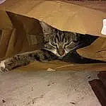 Chat, Yeux, Felidae, Grey, Carnivore, Faon, Moustaches, Small To Medium-sized Cats, Comfort, Bois, Tints And Shades, Terrestrial Animal, Museau, Arbre, Queue, Domestic Short-haired Cat, Packaging And Labeling, Poil, Font