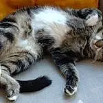 Chat, Felidae, Carnivore, Small To Medium-sized Cats, Moustaches, Museau, Queue, Comfort, Patte, Poil, Domestic Short-haired Cat, Griffe, Terrestrial Animal, Foot, Toe, Sieste
