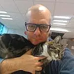Lunettes, Chat, Vision Care, Felidae, Oreille, Jaw, Comfort, Gesture, Small To Medium-sized Cats, Carnivore, Moustaches, Eyewear, Museau, Poil, Domestic Short-haired Cat, Lap, Beard, Facial Hair, Assis