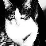 Chat, Yeux, Blanc, Carnivore, Felidae, Black-and-white, Iris, Style, Small To Medium-sized Cats, Moustaches, Line, Museau, Monochrome, Noir & Blanc, Arbre, Poil, Flash Photography, Domestic Short-haired Cat, Comfort, Assis