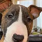 Head, Chien, Yeux, Carnivore, Race de chien, Collar, Moustaches, Chien de compagnie, Oreille, Faon, Old English Terrier, Bull Terrier, Museau, Bull Terrier (miniature), Working Animal, No Expression, Canidae, Scar, Comfort