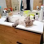 Mirror, Chat, Blanc, Tap, Interior Design, Felidae, Carnivore, Comfort, Bathroom, Bois, Plumbing Fixture, Cabinetry, Household Supply, Small To Medium-sized Cats, Hardwood, Sink, Bathroom Cabinet, Room