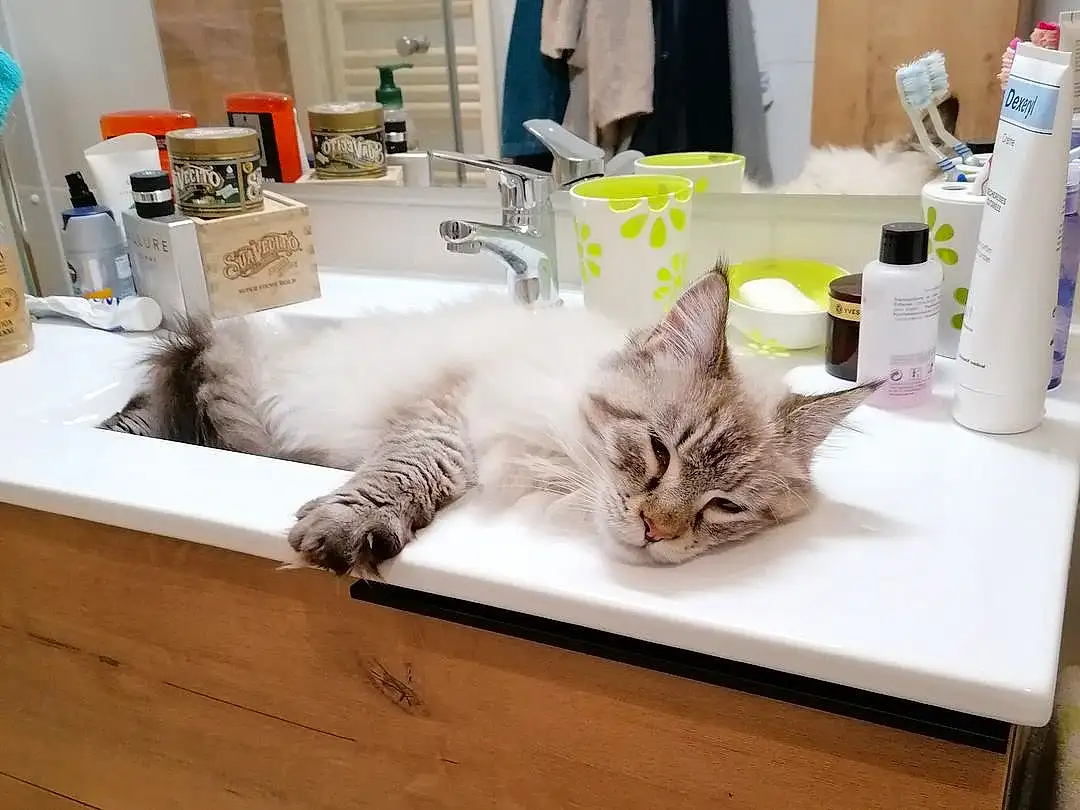 Mirror, Chat, Blanc, Tap, Interior Design, Felidae, Carnivore, Comfort, Bathroom, Bois, Plumbing Fixture, Cabinetry, Household Supply, Small To Medium-sized Cats, Hardwood, Sink, Bathroom Cabinet, Room