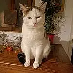 Chat, Carnivore, Felidae, Small To Medium-sized Cats, Bois, Faon, Moustaches, Table, Plante, Queue, Hardwood, Museau, Domestic Short-haired Cat, Patte, Poil, Tableware, FenÃªtre, Wood Stain, Griffe