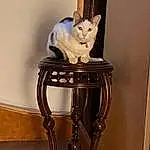 Chat, Felidae, Carnivore, Bois, Chair, Small To Medium-sized Cats, Faon, Moustaches, Pet Supply, Queue, Cat Supply, Hardwood, Shelf, Ceramic, Metal, Domestic Short-haired Cat, Cabinetry, Poil, Room, Club Chair