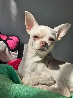 Nom Chihuahua Chien Choups