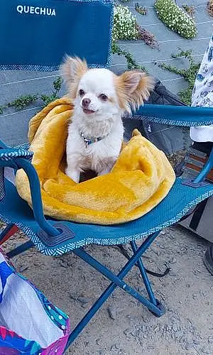 Chihuahua Chien Pepito