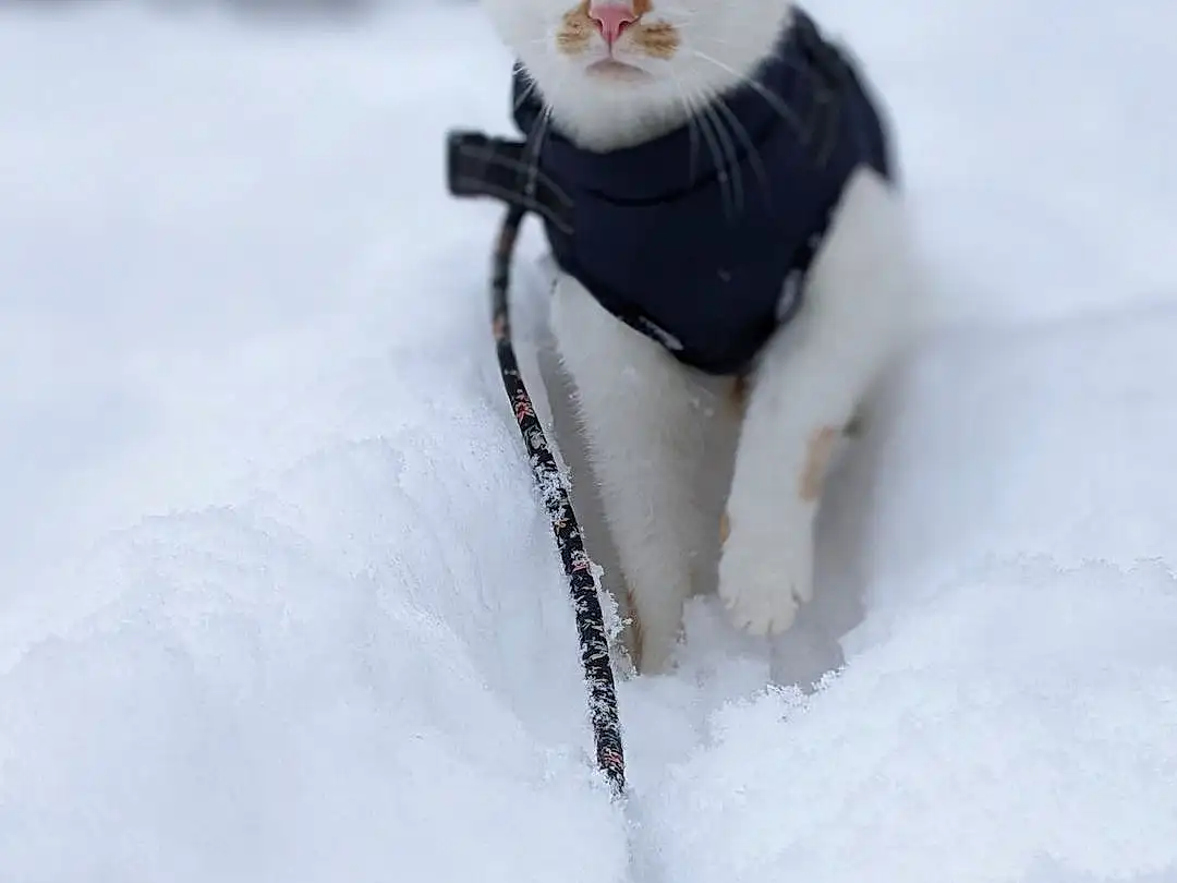 Chat, Neige, Felidae, Carnivore, Small To Medium-sized Cats, Arbre, Moustaches, Faon, Freezing, Museau, Hiver, Queue, Collar, Domestic Short-haired Cat, Poil, Patte, Eyewear, Precipitation, Assis