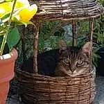 Plante, Chat, Flowerpot, Felidae, Carnivore, Bois, Houseplant, Pet Supply, Small To Medium-sized Cats, Fleur, Faon, Moustaches, Table, Herbe, Outdoor Furniture, Cat Supply, Basket, Trunk, Arbre, Terrestrial Animal