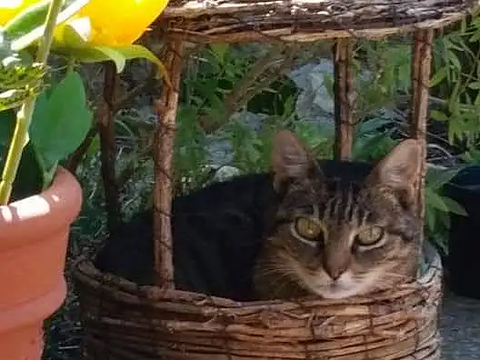 Plante, Chat, Flowerpot, Felidae, Carnivore, Bois, Houseplant, Pet Supply, Small To Medium-sized Cats, Fleur, Faon, Moustaches, Table, Herbe, Outdoor Furniture, Cat Supply, Basket, Trunk, Arbre, Terrestrial Animal
