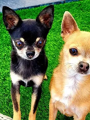 Chihuahua Chien Volt