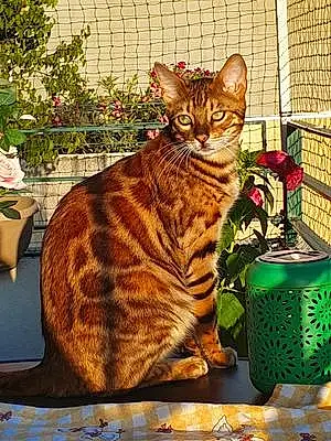 Bengal Chat Tink