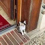 Chat, Felidae, Bois, Carnivore, Road Surface, Small To Medium-sized Cats, Grey, Line, Faon, Moustaches, Brick, Queue, Door, Museau, Brickwork, Sidewalk, Hardwood, Domestic Short-haired Cat