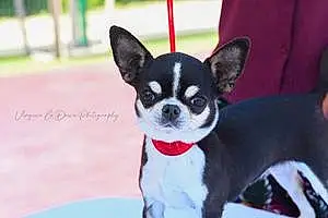 Nom Chihuahua Chien Plume