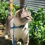 Plante, Chat, Felidae, Collar, Carnivore, Small To Medium-sized Cats, Herbe, Moustaches, Faon, Groundcover, Museau, Queue, Arbre, Terrestrial Animal, Domestic Short-haired Cat, Poil, Thai, Herb, Leash