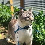 Plante, Chat, Yeux, Carnivore, Felidae, Small To Medium-sized Cats, Moustaches, Collar, Faon, Herbe, Arbre, Terrestrial Animal, Museau, Groundcover, Queue, Lawn Ornament, Trunk, Domestic Short-haired Cat, Poil