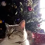 Christmas Tree, Chat, Yeux, Christmas Ornament, Plante, FenÃªtre, Arbre, Carnivore, Felidae, Faon, Small To Medium-sized Cats, Christmas Decoration, Moustaches, Tints And Shades, Holiday Ornament, Ornament, Museau, Event, Queue, Holiday