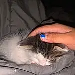 Hand, Chat, Comfort, Carnivore, Oreille, Gesture, Felidae, Finger, Moustaches, Lap, Small To Medium-sized Cats, Museau, Eyelash, Poil, Nail, Domestic Short-haired Cat, Human Leg, Wrist, Sieste, Griffe