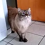 Chat, Felidae, Carnivore, Small To Medium-sized Cats, FenÃªtre, Moustaches, Grey, Faon, Museau, Queue, Hardwood, Bois, Poil, Griffe, Tile Flooring, Domestic Short-haired Cat, Assis, British Longhair