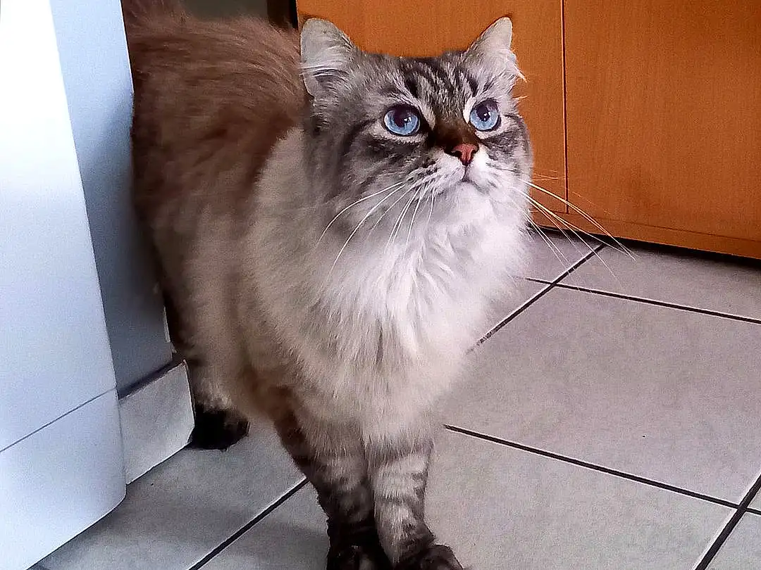 Chat, Felidae, Carnivore, Small To Medium-sized Cats, FenÃªtre, Moustaches, Grey, Faon, Museau, Queue, Hardwood, Bois, Poil, Griffe, Tile Flooring, Domestic Short-haired Cat, Assis, British Longhair