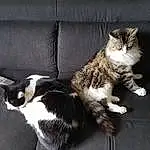 Chat, Felidae, Carnivore, Small To Medium-sized Cats, Moustaches, Grey, Couch, Comfort, Museau, Queue, Poil, Domestic Short-haired Cat, Patte, Griffe, Human Leg, Plante, Chien de compagnie, Assis, Foot