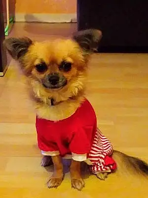 Nom Chihuahua Chien Hizzy