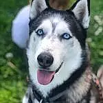 Chien, Chien dâ€™attelage, Carnivore, Race de chien, Museau, Husky de SibÃ©rie, Herbe, Poil, Moustaches, Plante, Canis, Working Dog, Chien de compagnie, Terrestrial Animal, Wolf, Working Animal, Ancient Dog Breeds, Non-sporting Group, Canidae