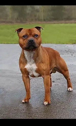 Nom Staffordshire Bull Terrier Chien Icare