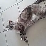 Chat, Grey, Carnivore, Felidae, Moustaches, Small To Medium-sized Cats, Queue, Museau, Domestic Short-haired Cat, Patte, Poil, Griffe, Comfort, Tile Flooring, Chats noirs, Terrestrial Animal