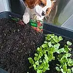 Plante, Green, Flowerpot, Houseplant, Carnivore, Felidae, Faon, Chien de compagnie, Groundcover, Herbe, Eyewear, Annual Plant, Small To Medium-sized Cats, Queue, Moustaches, Jouets, Canidae, Aquatic Plant, Poil, Chat